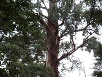 DSCF6337  Mait's Rest a self-guided walk through rainforest in the Otway Ranges, Great Otway National Park.
