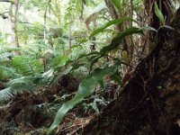 DSCF6338  Mait's Rest a self-guided walk through rainforest in the Otway Ranges, Great Otway National Park.