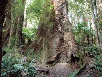 DSCF6339  Mait's Rest a self-guided walk through rainforest in the Otway Ranges, Great Otway National Park.