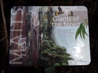 DSCF6343  Mait's Rest a self-guided walk through rainforest in the Otway Ranges, Great Otway National Park.