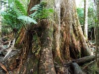 DSCF6344  Mait's Rest a self-guided walk through rainforest in the Otway Ranges, Great Otway National Park.