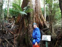 DSCF6347  Rauleigh in one of his favourite places, Mait's Rest a self-guided walk through rainforest in the Otway Ranges, Great Otway National Park.
