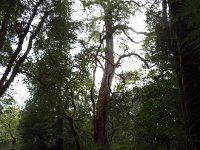 DSCF6349  Rauleigh in one of his favourite places, Mait's Rest a self-guided walk through rainforest in the Otway Ranges, Great Otway National Park.