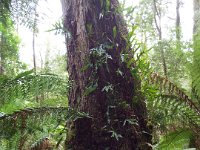 DSCF6350  Rauleigh in one of his favourite places, Mait's Rest a self-guided walk through rainforest in the Otway Ranges, Great Otway National Park.