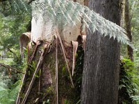 DSCF6351  Rauleigh in one of his favourite places, Mait's Rest a self-guided walk through rainforest in the Otway Ranges, Great Otway National Park.