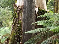 DSCF6352  Rauleigh in one of his favourite places, Mait's Rest a self-guided walk through rainforest in the Otway Ranges, Great Otway National Park.