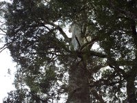 DSCF6353  Rauleigh in one of his favourite places, Mait's Rest a self-guided walk through rainforest in the Otway Ranges, Great Otway National Park.
