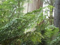 DSCF6355  Rauleigh in one of his favourite places, Mait's Rest a self-guided walk through rainforest in the Otway Ranges, Great Otway National Park.
