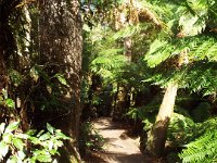 DSCF6361  Pathways at Mait's Rest a self-guided walk through rainforest in the Otway Ranges, Great Otway National Park.