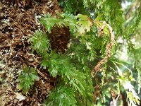 DSCF6362  Ferns at Mait's Rest a self-guided walk through rainforest in the Otway Ranges, Great Otway National Park.