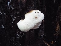 DSCF6363  Fungus at Mait's Rest a self-guided walk through rainforest in the Otway Ranges, Great Otway National Park.