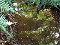 DSCF6364  Small stream at Mait's Rest a self-guided walk through rainforest in the Otway Ranges, Great Otway National Park.