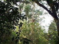 DSCF6365  Manificent trees at Mait's Rest a self-guided walk through rainforest in the Otway Ranges, Great Otway National Park.