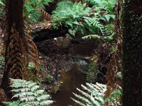DSCF6366  Small stream at Mait's Rest a self-guided walk through rainforest in the Otway Ranges, Great Otway National Park.