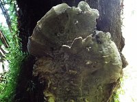 DSCF6367  Fungus at Mait's Rest a self-guided walk through rainforest in the Otway Ranges, Great Otway National Park.