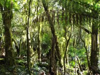 DSCF6368  Mosses hanging from trees at Mait's Rest a self-guided walk through rainforest in the Otway Ranges, Great Otway National Park.