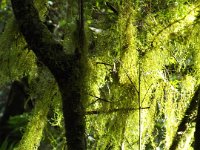 DSCF6370  Mosses hanging from trees at Mait's Rest a self-guided walk through rainforest in the Otway Ranges, Great Otway National Park.