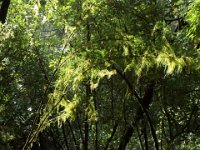 DSCF6371  Mosses hanging from trees at Mait's Rest a self-guided walk through rainforest in the Otway Ranges, Great Otway National Park.