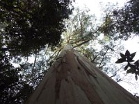 DSCF6372  Trunk view of a magnificent  Eucalyptus Regnans  at Mait's Rest a self-guided walk through rainforest in the Otway Ranges, Great Otway National Park.