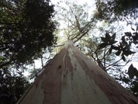 DSCF6373  Trunk view of a magnificent  Eucalyptus Regnans  at Mait's Rest a self-guided walk through rainforest in the Otway Ranges, Great Otway National Park.