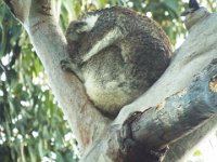 DSCF6384  Koala sleeping in Bimbi Park Camping Under Koalas, Cape Otway.