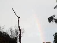 DSCF6388  Rainbow at Bimbi Park Camping Under Koalas, Cape Otway.