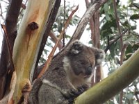 DSCF6391  Koala in Bimbi Park Camping Under Koalas, Cape Otway.