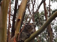DSCF6392  Koala in Bimbi Park Camping Under Koalas, Cape Otway.