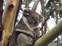 DSCF6393  Koala in Bimbi Park Camping Under Koalas, Cape Otway.