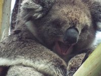 DSCF6394  Yawning koala in Bimbi Park Camping Under Koalas, Cape Otway.