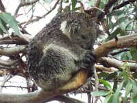 DSCF6397  A wet Koala in Bimbi Park Camping Under Koalas, Cape Otway.