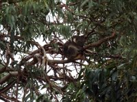DSCF6399  Koala in Bimbi Park Camping Under Koalas, Cape Otway.