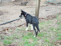 DSCF6401  Dog at Bimbi Park Camping Under Koalas, Cape Otway.