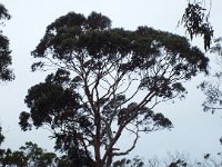 DSCF6402  Eucalypt tree at Bimbi Park Camping Under Koalas, Cape Otway.