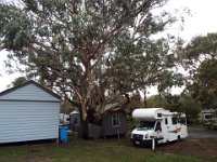 DSCF6404  Our camping spot at Bimbi Park Camping Under Koalas, Cape Otway.