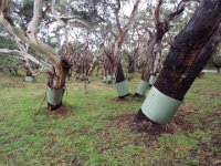 DSCF6405  Protecting the trees with tree guards until they are well established and grown at Bimbi Park Camping Under Koalas, Cape Otway.