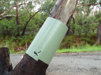 DSCF6407  Protecting the trees with tree guards until they are well established and grown at Bimbi Park Camping Under Koalas, Cape Otway.