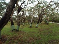 DSCF6408  Protecting the trees with tree guards until they are well established and grown at Bimbi Park Camping Under Koalas, Cape Otway.