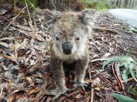 DSCF6410  Sick koala that we rescued by calling the Emergency Wildlife Services when leaving Bimbi Park Camping Under Koalas, Cape Otway.  Let's hope we saved him!