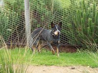 DSCF6411  Rosie who we met on a coffee stop at Princetown.