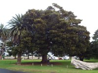 DSCF6442  Magnificient tree outside our camping spot at the Gardens Caravan Park, Port Fairy.