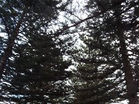 DSCF6445  Nofrolk pines at the Gardens Caravan Park, Port Fairy.