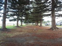 DSCF6446  Sam takes a walk through the norfolk pines at the Gardens Caravan Park, Port Fairy.