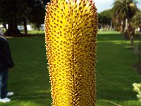 DSCF6453   Banksia praemorsa  in flower outside our camping spot at the Gardens Caravan Park, Port Fairy.