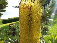 DSCF6455   Banksia praemorsa  in flower outside our camping spot at the Gardens Caravan Park, Port Fairy.
