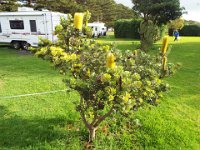 DSCF6457   Banksia praemorsa  outside our camping spot at the Gardens Caravan Park, Port Fairy.