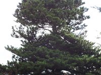 DSCF6458  Norfolk island pine tree at the Gardens Caravan Park, Port Fairy.