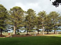DSCF6459  Wonderful norfolk pine trees at the Gardens Caravan Park, Port Fairy.