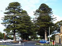 DSCF6492  Norfolk pines in Port Fairy Town Centre.