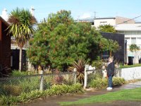 DSCF6510  Sam finds  Banksia occidentalis  in a house at Port Fairy.